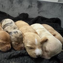 Dachshund Puppies from Silver Dach Farms