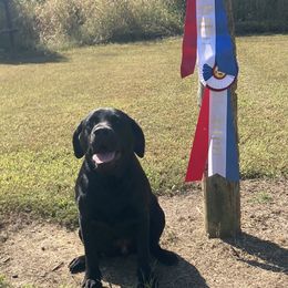 Polly - Labrador Retriever