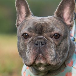 American Bullies and French Bulldogs from Nitro’s Bullies