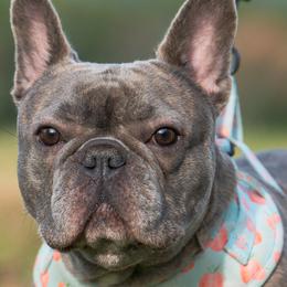 American Bullies and French Bulldogs from Nitro’s Bullies