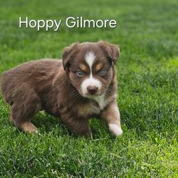 Hoppy Gilmore - Red tri male Miniature Australian Shepherd puppy in Owensboro, Kentucky from JnT's Bluegrass Mini Aussies