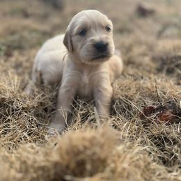 White Girl - Golden female Golden Retriever puppy in Amissville, Virginia from Houston’s Golden Haven