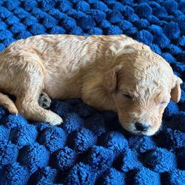 Girl 5- Grey - Red  female Goldendoodle puppy in Ankeny, Iowa from Iowadoodles2love