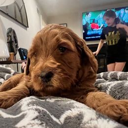 Goldendoodle Puppies from BB Doodles