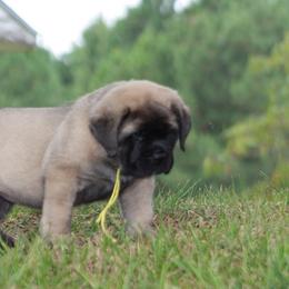 Mastiff Puppies from Beaver Creek Mastiffs