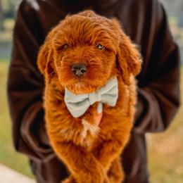 SNOOPY - Red  male Goldendoodle puppy in Iola, Texas from Supreme Doodles of Texas