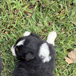 Boy 4 - Black tri male Miniature Australian Shepherd puppy in Muscadine, Alabama from B&M Miniature Australian Shepherds