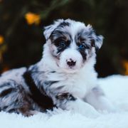 German Shepherd and Sporty Mix Puppies from Savage K9 Kennels