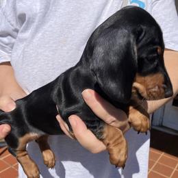 La La - Black and tan female Dachshund puppy in Mocksville, North Carolina from The Dachs of Hazzard Dachshunds
