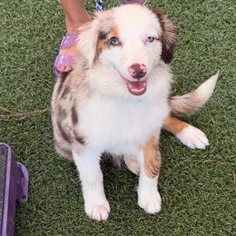 Mae aka POSSUM - Red merle female Miniature American Shepherd puppy in Garysburg, North Carolina from Schaefer's Miniature American Shepherds