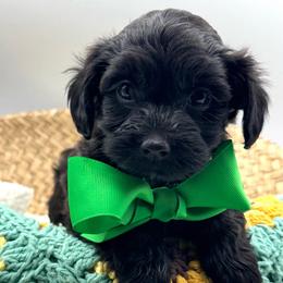 Henry yellow collar - Black and tan brindle male Havapoo puppy in Loveland, Colorado from Littledoodles2love