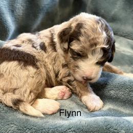 Flynn - Red merle male Aussiedoodle puppy in Mountain Home, Arkansas from White River Doodles