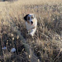 Australian Shepherd Puppies from Double NB Livestock LLC