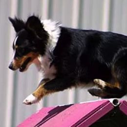 Miniature American Shepherds from Karen Ross's Miniature American Shepherds