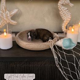 Waverly - Agouti and white female Siberian Husky puppy in Lodi, California from Wolves with Amor