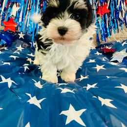 Benz - Black and white male Havanese puppy in Hawthorne, Florida from Havanese Acres