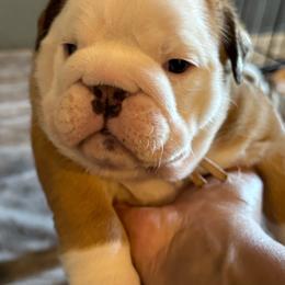 Jessie - Red and white female Bulldog puppy in Fayettville Ar, Arkansas from Ozark Bulldogs