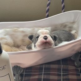 Boston Terrier Puppies from Angie's Little Bostons