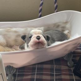 Boston Terrier Puppies from Angie's Little Bostons