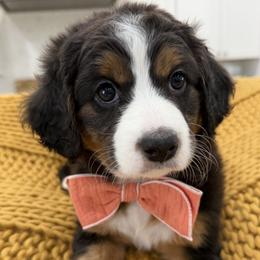 Penelope - Tri-color female Bernedoodle puppy in Herriman, Utah from Rose canyon doodles