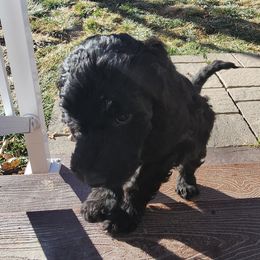 Sheepadoodle Puppies from Jaqueline Sparks