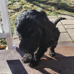 Sheepadoodle Puppies from Jaqueline Sparks