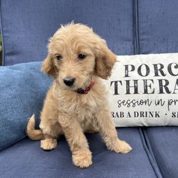 Breckinridge - Apricot female Goldendoodle puppy in The Woodlands, Texas from Gracie's Goldendoodles and Bernedoodles