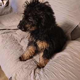 Rouge (red color) - Phantom male Goldendoodle puppy in Stevensville, Montana from 3 Willows Doodles