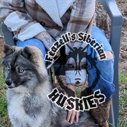 Khaleesi - Siberian Husky