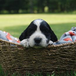 Dachshund and English Springer Spaniel Puppies from Indian Creek Springers