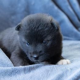Dickens - Wolf sable male Pomsky puppy in Meredith, New Hampshire from New World Pomskies