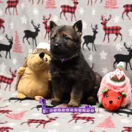 Purple collar - Sable female German Shepherd puppy in Ramsey, Illinois from Haus-Farr German Shepherds