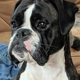 Boxer Puppies from Goodfella Boxers