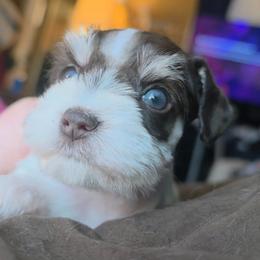 Sprout (tricolor, blue eyes) - Parti male Miniature Schnauzer puppy in Panama City, Florida from Emerald Coast Schnauzers