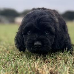 Cavapoo and Cockapoo Puppies from The Barkery
