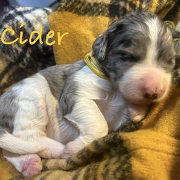 Girl 3 - Merle female Bernedoodle puppy in Coopersburg, Pennsylvania from Deutsch Hund Haus