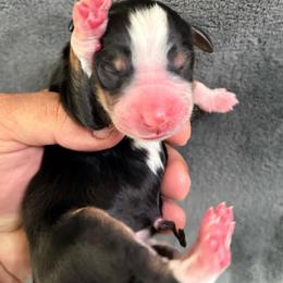 Male 1 - Tri-color male Bernedoodle puppy in Yuciapa, California from AlltheDoodlez_