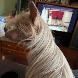 Harper - Chinese Crested