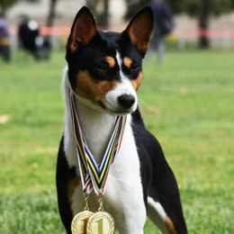 Chihiro - Basenji