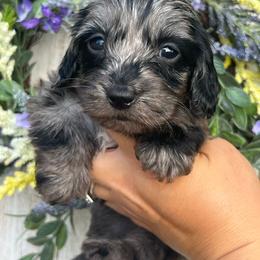 Silky wire black dapple - Dapple male Dachshund puppy in Payette, Idaho from NT Mini Doxies