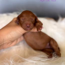 Crinkle - Red  female Goldendoodle puppy in Las Vegas, Nevada from Dose of Doodles