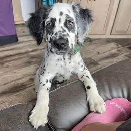 Dalmatian Puppies from Spotted Jewels Dalmatians