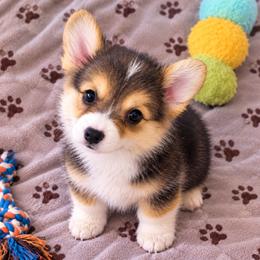 Onyx - Black and tan female Pembroke Welsh Corgi puppy in Abingdon, Virginia from Em-K Kennels