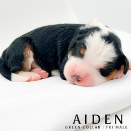 Aiden - male Australian Mountain Doodle puppy in Tipton, Indiana from Country Creek Doodles