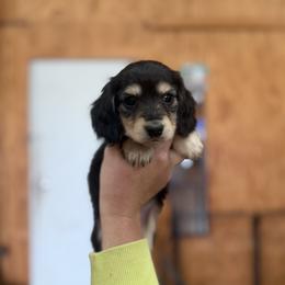 Girl 4 - Black and cream female Dachshund puppy in Stamford, Texas from West Texas Miniature Dachshunds