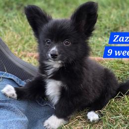 Zazu - Black and white male Companion Cross puppy in Davenport, Washington from Lovely Ladies and Little Asses Miniature Equines (L3A Pomeranians & Papillons)
