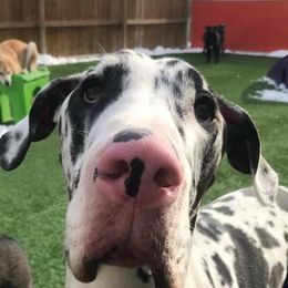 Great Danes from RRDanes