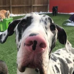 Great Danes from RRDanes