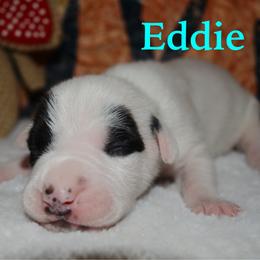 Eddie - male Alapaha Blue Blood Bulldog puppy in Walbridge, Ohio from United Alapaha Bulldogs