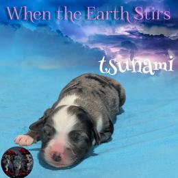 Tsunami - Blue merle female Toy Australian Shepherd puppy in Brenham, Texas from Stone N Rose Kennels